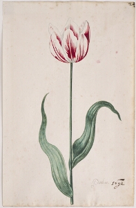 Great Tulip Book: Pronkert
