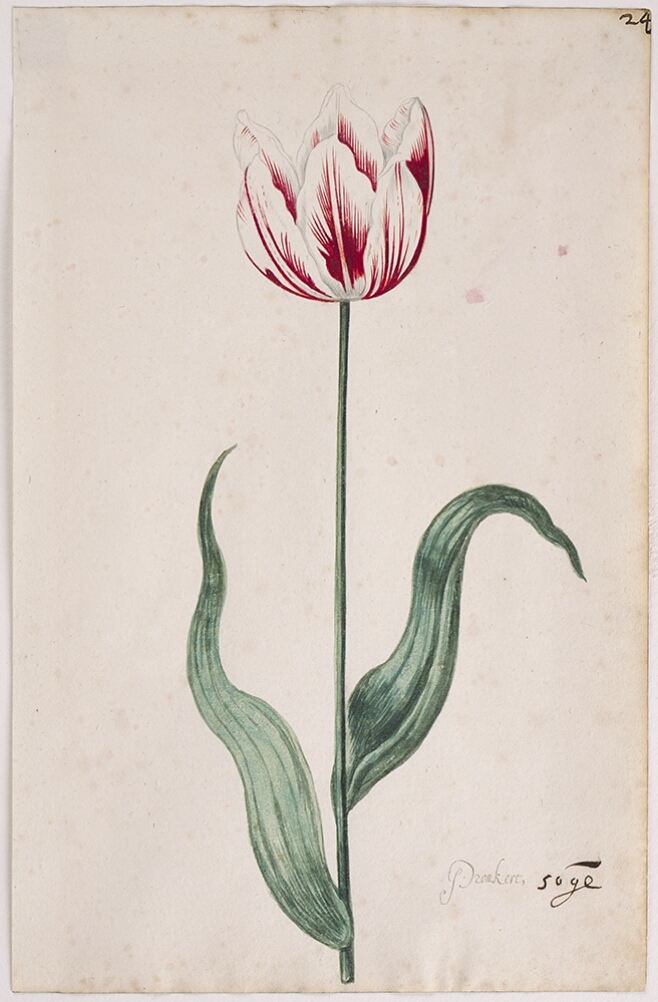 A detailed watercolor of a slightly open white tulip with crimson (dark red) striations. In the lower right corner, an inscription of the tulip variety