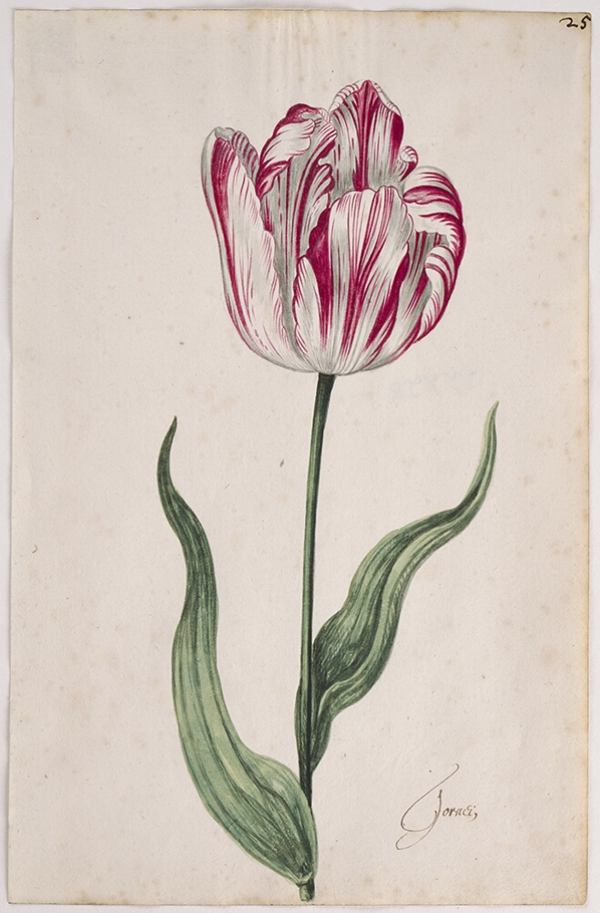 A detailed watercolor of a slightly open white tulip with magenta (dark pink) striations, with curling petals. In the lower right corner, an inscription of the tulip variety