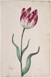 Great Tulip Book: Paragoen Blienburrch
