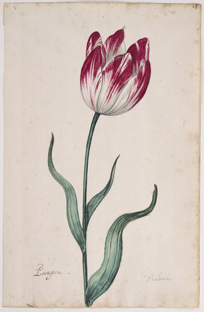 A detailed watercolor of a white tulip with bold crimson (dark red) striations. At the bottom, an inscription of the tulip variety