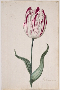 Great Tulip Book: Admirael de Man