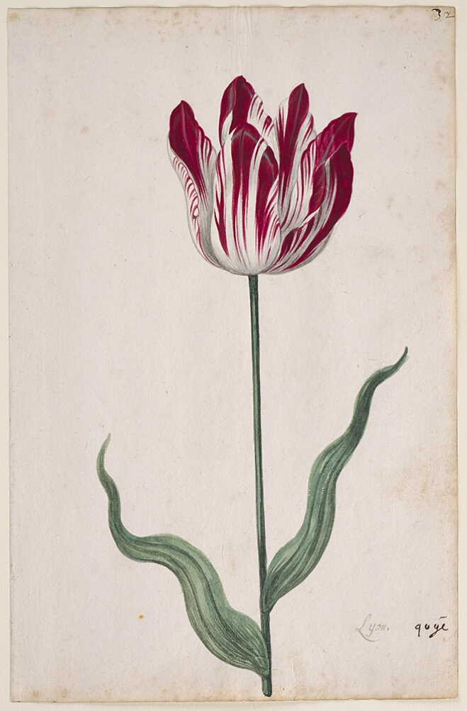 A detailed watercolor of a slightly open white tulip with bold crimson (dark red) striations. In the lower right corner, an inscription of the tulip variety
