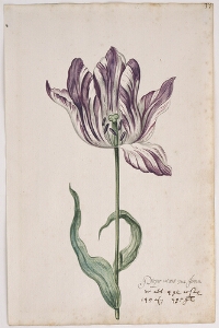 Great Tulip Book: Purper Int Wit Van Jeroen