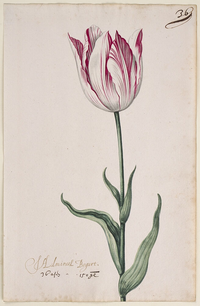 A detailed watercolor of a white tulip with magenta (dark pink), striations. In the lower left corner, an inscription of the tulip variety