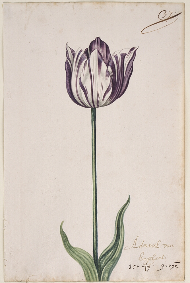 A detailed watercolor of a white tulip with purple striations. In the lower right corner, an inscription of the tulip variety