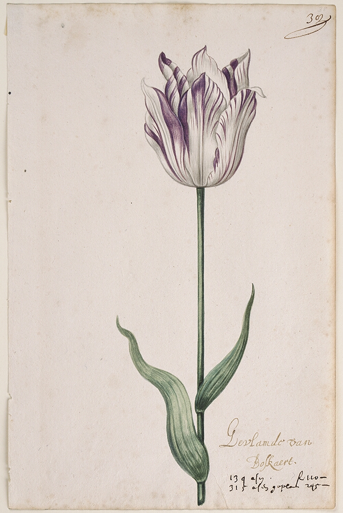 A detailed watercolor of a white tulip with purple striations. In the lower right corner, an inscription of the tulip variety