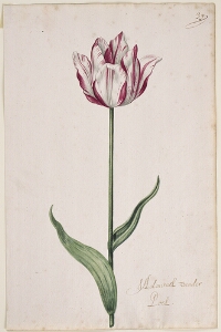 Great Tulip Book: Admirael Vander Poel