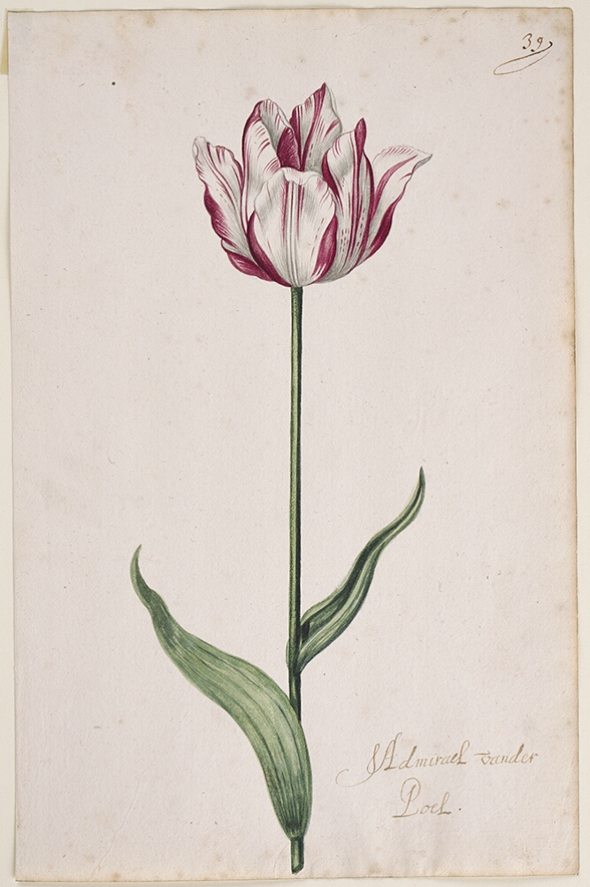 A detailed watercolor of a slightly open white tulip with purple striations. In the lower right corner, an inscription of the tulip variety