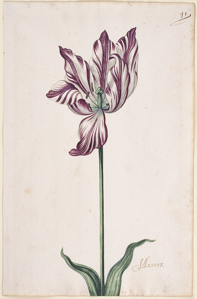 A detailed watercolor of an open white tulip with purple striations, with a petal down. In the lower right corner, an inscription of the tulip variety