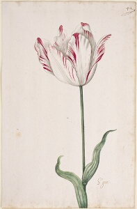 Great Tulip Book: S'Geri