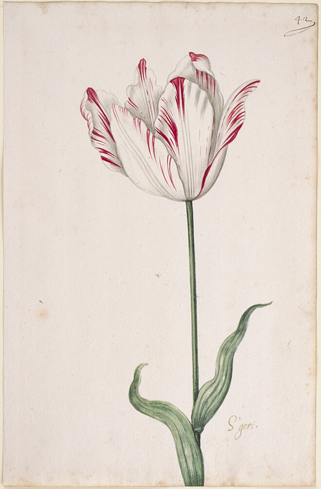 A detailed watercolor of a slightly open white tulip with subtle crimson (dark red) striations. In the lower right corner, an inscription of the tulip variety