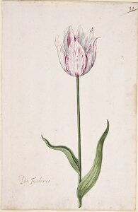 Great Tulip Book: Don Friderico