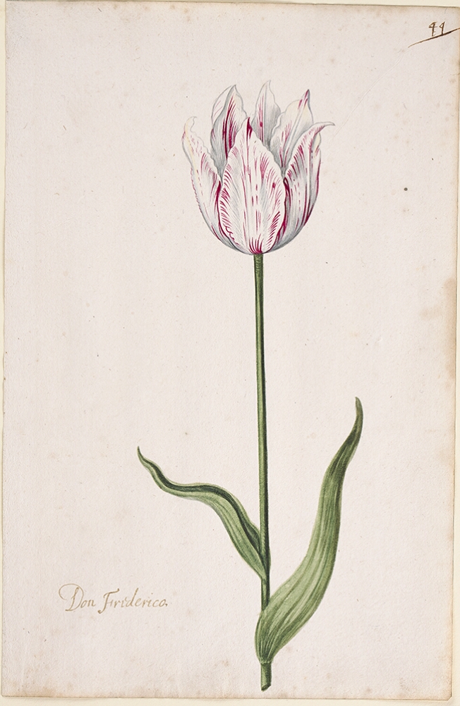 A detailed watercolor of a white tulip with subtle crimson (dark red) striations. In the lower left corner, an inscription of the tulip variety
