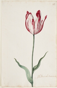 Great Tulip Book: Admirael Secretaris