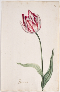 Great Tulip Book: Secretaris