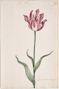Great Tulip Book: Prince Van Orangie
