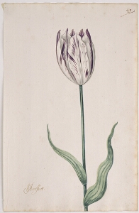 Great Tulip Book: Aerschot