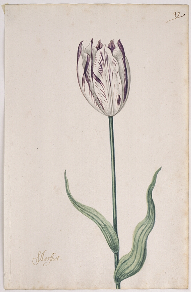 A detailed watercolor of a closed white tulip with purple striations. In the lower left corner, an inscription of the tulip variety