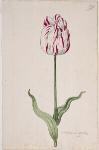 Great Tulip Book: Witte' Lapprock