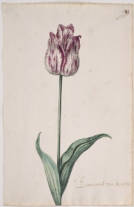 Great Tulip Book: 'T Gemarmerde Van Kaertie