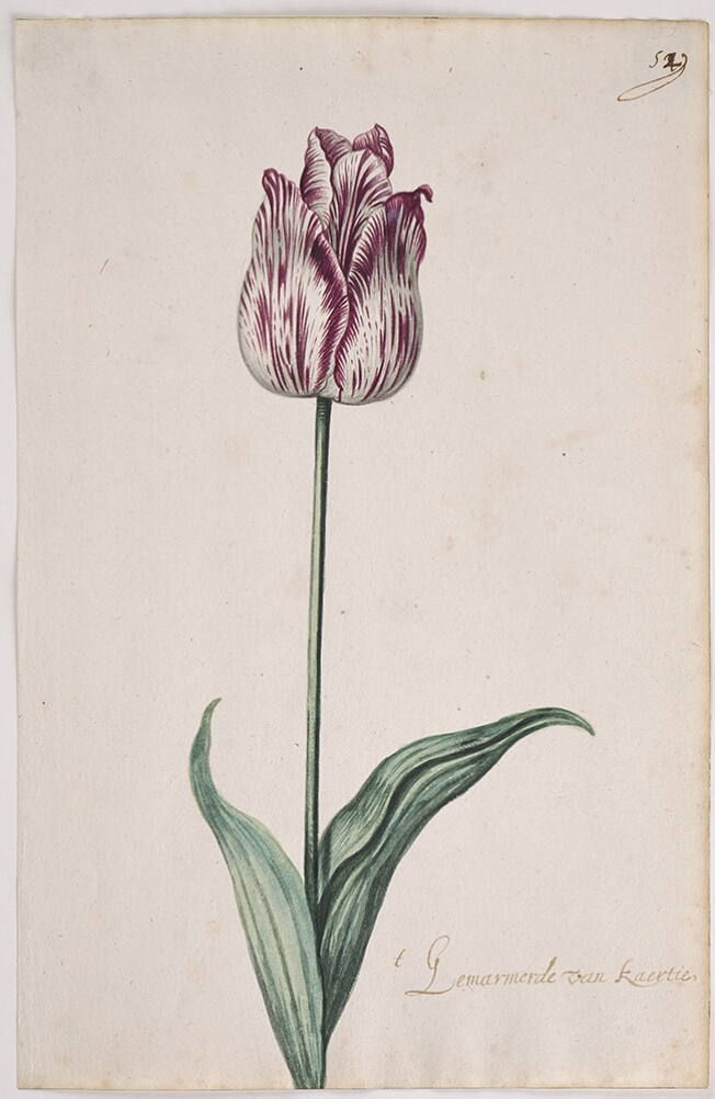 A detailed watercolor of a closed tulip with white and purple striations. In the lower right corner, an inscription of the tulip variety