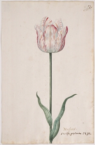 Great Tulip Book: Nonswit (Nonsuit)