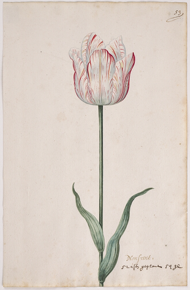 A detailed watercolor of a white tulip with subtle red striations. In the lower right corner, an inscription of the tulip variety