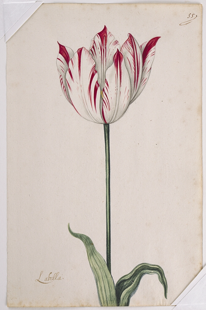 A detailed watercolor of a slightly open white tulip with crimson (dark red) striations. In the lower left corner, an inscription of the tulip variety