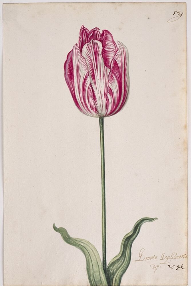 A detailed watercolor of a tulip with white and crimson (dark red) striations. In the lower right corner, an inscription of the tulip variety