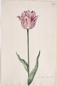 Great Tulip Book: Groote Standaert