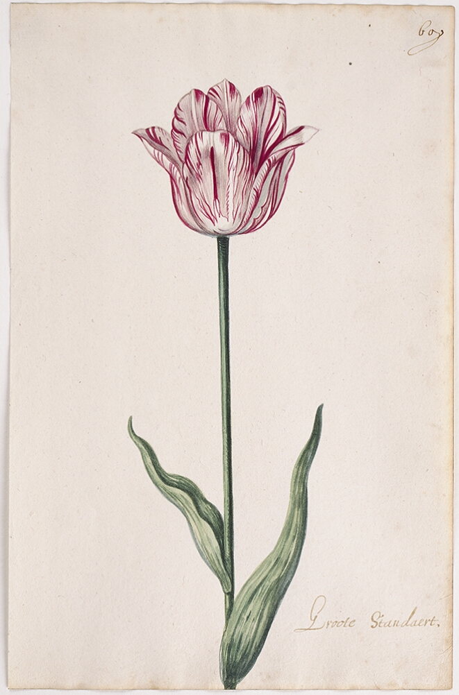 A detailed watercolor of a slightly open white tulip with crimson (dark red) striations. In the lower right corner, an inscription of the tulip variety
