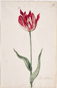 Great Tulip Book: Brandenburger