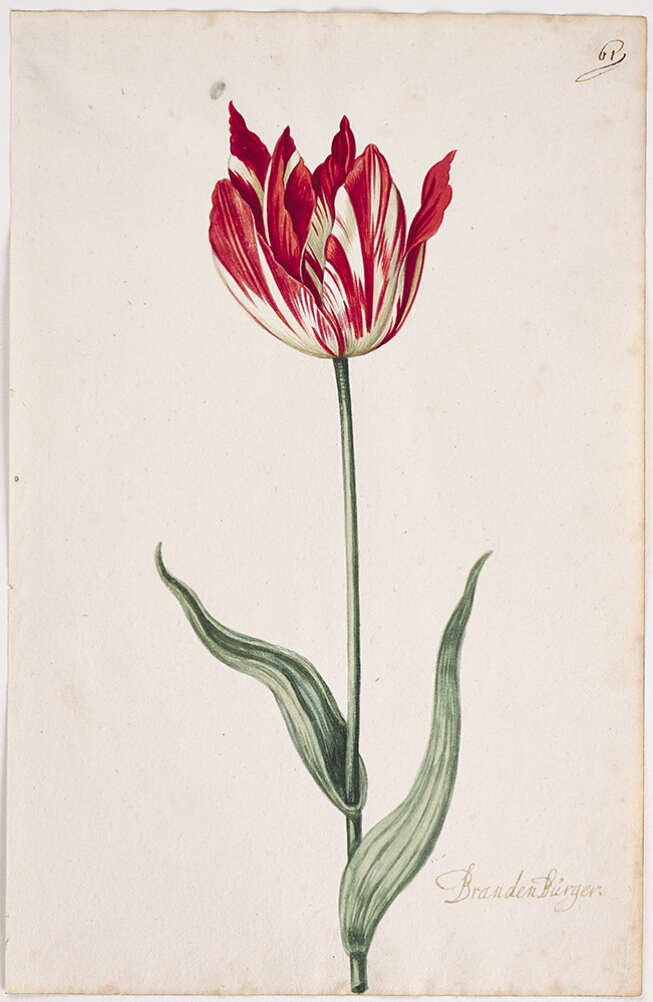 A detailed watercolor of a tulip with bold crimson (dark red) and pale yellow striations. In the lower right corner, an inscription of the tulip variety
