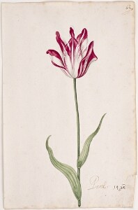 Great Tulip Book: Parel