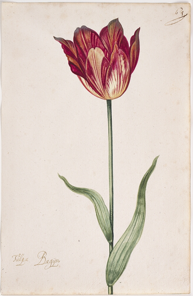 A detailed watercolor of a tulip with crimson (dark red) and yellow striations. In the lower left corner, an inscription of the tulip variety