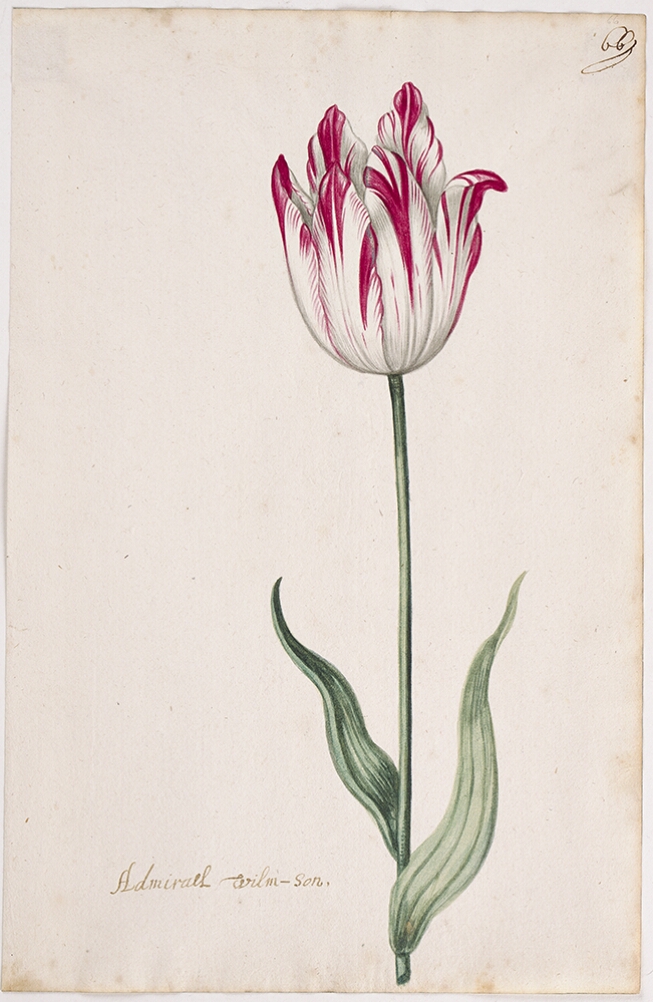 A detailed watercolor of a white tulip with crimson (dark red) striations. In the lower left corner, an inscription of the tulip variety
