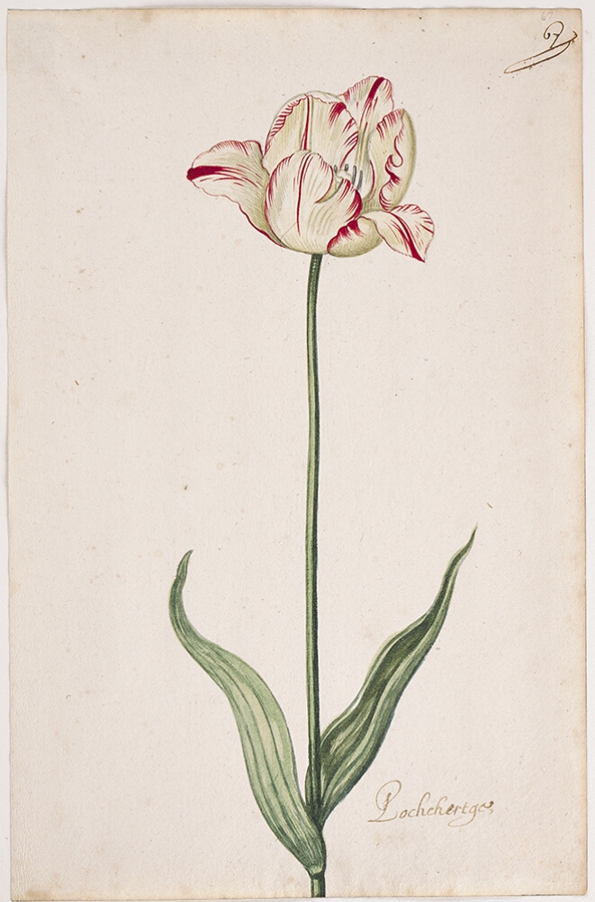 A detailed watercolor of a yellowish tulip with subtle crimson (dark red) striations, with petals unfurling. In the lower right corner, an inscription of the tulip variety