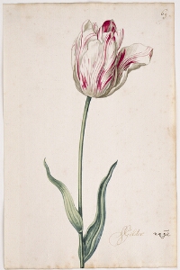 Great Tulip Book: Gelder