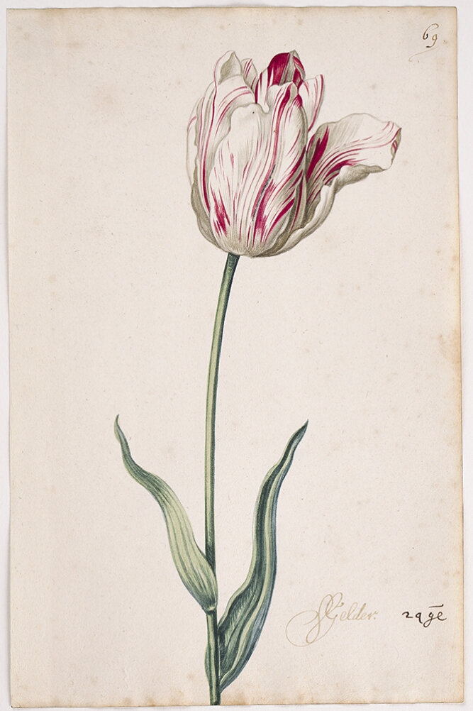 A detailed watercolor of a white tulip with subtle crimson (dark red) striations, with a petal unfurling. In the lower right corner, an inscription of the tulip variety