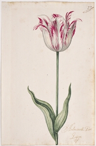 Great Tulip Book: Admirael de Loijer