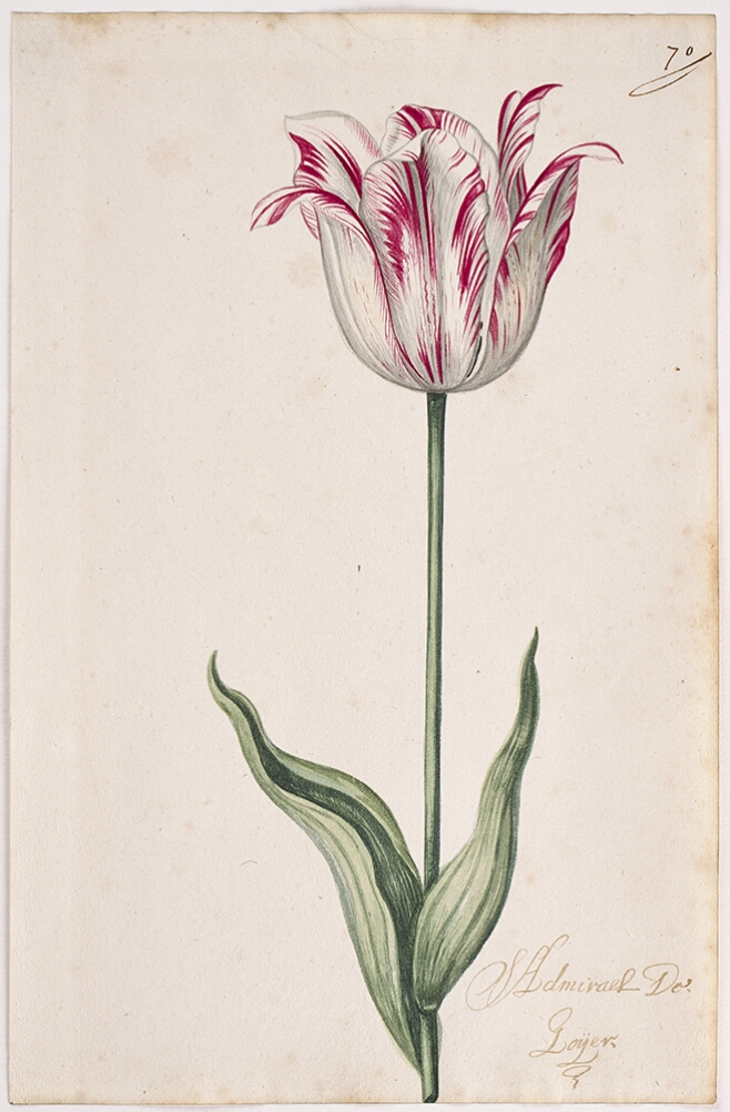 A detailed watercolor of a white tulip with magenta (dark pink) striations, beginning to unfurl. In the lower right corner, an inscription of the tulip variety