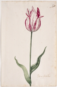 Great Tulip Book: Schone Schilder