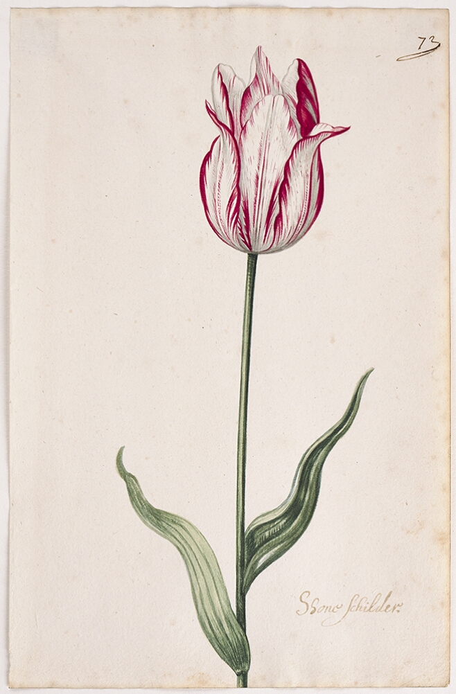 A detailed watercolor of a white tulip with magenta (dark pink) striations. In the lower right corner, an inscription of the tulip variety