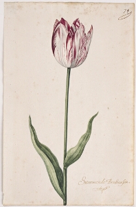 Great Tulip Book: Sweemende Brabanson