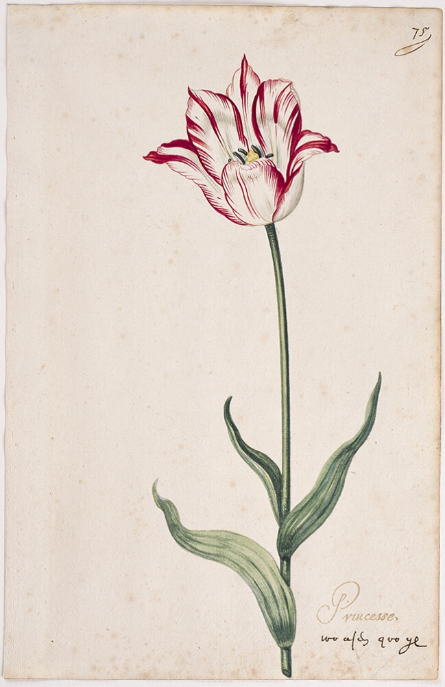 A detailed watercolor of an opening white tulip with crimson (dark red) striations. In the lower right corner, an inscription of the tulip variety