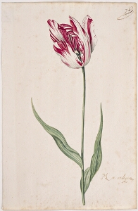 Great Tulip Book: Moi Aeltijen (Mooi Aaltje)