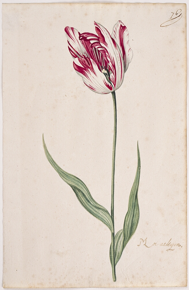 A detailed watercolor of a white tulip with crimson (dark red) striations. In the lower right corner, an inscription of the tulip variety