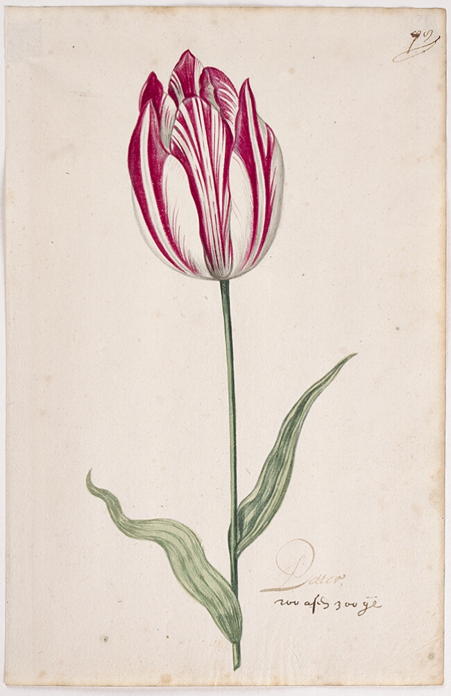 A detailed watercolor of a closed white tulip with magenta (dark pink) striations. In the lower right corner, an inscription of the tulip variety