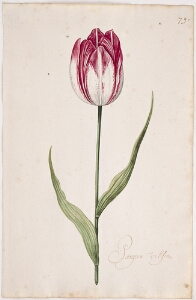 Great Tulip Book: Pargoen Velsen